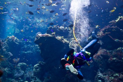 06-23-11_Steinhart_aquarium_Roeder_34